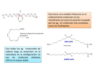Casi todos los ag. insaturados de
cadena larga se presentan en la
naturaleza en la configuración cis
con las moléculas dobladas
120°en el enlace doble
Forma de L
Diversas configuraciones espaciales
Forma de U
Esto tiene una notable influencia en el
ordenamiento molecular en las
membranas así como la posición ocupada
por los ag. en moléculas más complejas
como los fosfolipidos
 