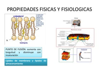 PROPIEDADES FISICAS Y FISIOLOGICAS
PUNTO DE FUSIÓN: aumenta con
longuitud y disminuye con
insaturación
Lipidos de membrana y lipidos de
almacenamiento
 