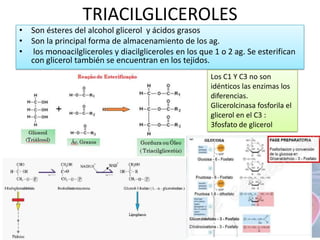 TRIACILGLICEROLES
• Son ésteres del alcohol glicerol y ácidos grasos
• Son la principal forma de almacenamiento de los ag.
• los monoacilgliceroles y diacilgliceroles en los que 1 o 2 ag. Se esterifican
con glicerol también se encuentran en los tejidos.
Los C1 Y C3 no son
idénticos las enzimas los
diferencias.
Glicerolcinasa fosforila el
glicerol en el C3 :
3fosfato de glicerol
 