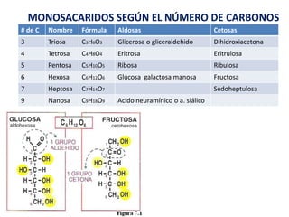 # de C Nombre Fórmula Aldosas Cetosas
3 Triosa C3H6O3 Glicerosa o gliceraldehido Dihidroxiacetona
4 Tetrosa C4H8O4 Eritrosa Eritrulosa
5 Pentosa C5H10O5 Ribosa Ribulosa
6 Hexosa C6H12O6 Glucosa galactosa manosa Fructosa
7 Heptosa C7H14O7 Sedoheptulosa
9 Nanosa C9H18O9 Acido neuramínico o a. siálico
MONOSACARIDOS SEGÚN EL NÚMERO DE CARBONOS
 
