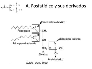 A. Fosfatídico y sus derivados
 