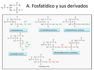 A. Fosfatídico y sus derivados
3-fosfatidilserina 3-fosfatidiletanolamina 3-fosfatidilcolina- lecitinas
3-fosfatidil inositol
Difosfatidilgliceroles cardiolipina
 
