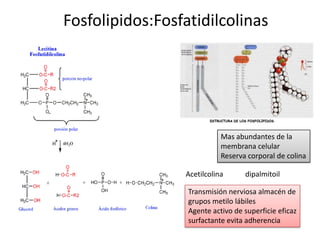Fosfolipidos:Fosfatidilcolinas
Mas abundantes de la
membrana celular
Reserva corporal de colina
Transmisión nerviosa almacén de
grupos metilo lábiles
Agente activo de superficie eficaz
surfactante evita adherencia
Acetilcolina dipalmitoil
 