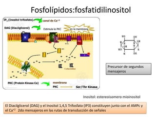Fosfolípidos:fosfatidilinositol
Precursor de segundos
mensajeros
Inositol: estereoisomero mioinositol
El Diacilglicerol (DAG) y el Inositol 1,4,5 Trifosfato (IP3) constituyen junto con el AMPc y
el Ca+2 2do mensajeros en las rutas de transducción de señales
 