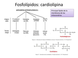Fosfolípidos: cardiolipina
Principal lípido de la
membrana de las
mitocondrias
 