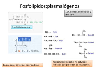 Fosfolípidos:plasmalógenos
10% de los l. en encéfalo y
músculo
Enlace enter envez del éster en Csn1
3-fosfatidiletanolamina
Radical alquilo alcohol no saturado
radicales que proceden de los alcanos
 