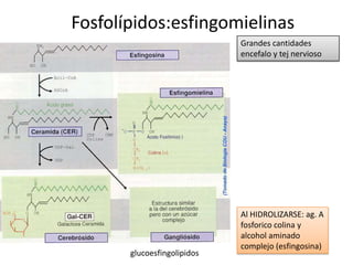 Fosfolípidos:esfingomielinas
Grandes cantidades
encefalo y tej nervioso
Al HIDROLIZARSE: ag. A
fosforico colina y
alcohol aminado
complejo (esfingosina)
glucoesfingolipidos
 