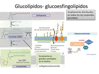 Glucolípidos- glucoesfingolipidos
Ampliamente distribuidos
en todos los tej corporales
(encefalo)
sulfogalactosilceramida
Se presenta en
grandes cantidades
en la mielina
 