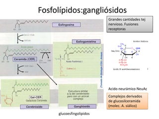 Fosfolípidos:gangliósidos
Grandes cantidades tej
nervioso. Fusiones
receptoras
Complejos derivados
de glucosilceramida
(molec. A. siálico)
glucoesfingolipidos
Acido neurámico NeuAc
 
