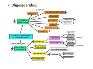 • Oligosacaridos:
sacarosa
maltosa
CONDENSACION
AMIGDALINA
 