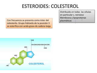 ESTEROIDES: COLESTEROL
Distribuido en todas las células
en particular s. nervioso
Membrana y lipoproteinas
plasmáticasCon frecuencia se presenta como éster del
colesterilo. Grupo hidroxilo de la posición 3
se esterifica con acido graso de cadena larga
 