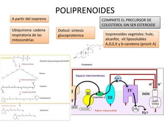 POLIPRENOIDES
COMPARTE EL PRECURSOR DE
COLESTEROL SIN SER ESTEROIDE
A partir del isopreno
Ubiquinona: cadena
respiratoria de las
mitocondrias
Dolicol: sintesis
glucoproteinica Isoprenoides vegetales: hule,
alcanfor, vit liposolubles
A,D,E,K y b-caroteno (provit A)
 