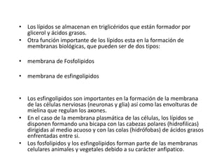 • Los lípidos se almacenan en triglicéridos que están formador por
glicerol y ácidos grasos.
• Otra función importante de los lípidos esta en la formación de
membranas biológicas, que pueden ser de dos tipos:
• membrana de Fosfolipidos
• membrana de esfingolipidos
• Los esfingolipidos son importantes en la formación de la membrana
de las células nerviosas (neuronas y glia) así como las envolturas de
mielina que regulan los axones.
• En el caso de la membrana plasmática de las células, los lípidos se
disponen formando una bicapa con las cabezas polares (hidrofilicas)
dirigidas al medio acuoso y con las colas (hidrófobas) de ácidos grasos
enfrentadas entre si.
• Los fosfolipidos y los esfingolipidos forman parte de las membranas
celulares animales y vegetales debido a su carácter anfipatico.
 
