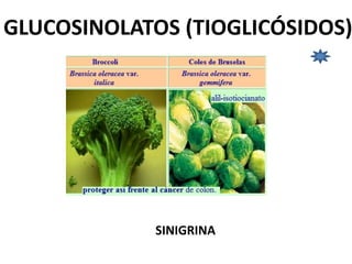 GLUCOSINOLATOS (TIOGLICÓSIDOS)
SINIGRINA
 
