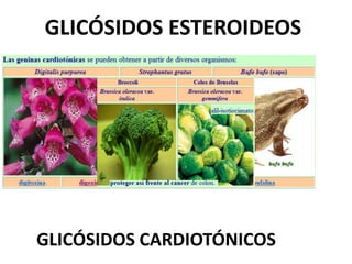 GLICÓSIDOS CARDIOTÓNICOS
GLICÓSIDOS ESTEROIDEOS
 
