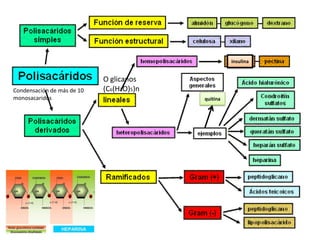 Condensación de más de 10
monosacaridos
O glicanos
(C6(H2O)5)n
insulina
quitina
 