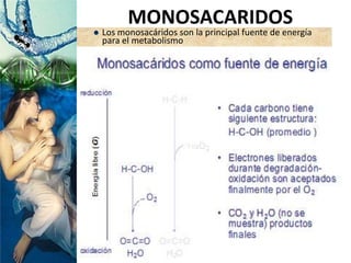  Los monosacáridos son la principal fuente de energía
para el metabolismo
MONOSACARIDOS
 