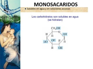  Solubles en agua y en soluciones acuosas
MONOSACARIDOS
 