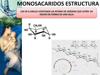 MONOSACARIDOS ESTRUCTURA
LOS DE 6 ANILLO CONTIENEN UN ÁTOMO DE OXÍGENO QUE ESTÁN DE
HECHO EN FORMA DE UNA SILLA
 