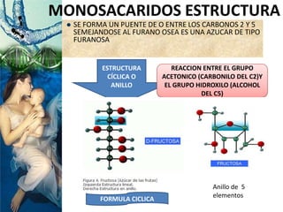 ESTRUCTURA
CÍCLICA O
ANILLO
 SE FORMA UN PUENTE DE O ENTRE LOS CARBONOS 2 Y 5
SEMEJANDOSE AL FURANO OSEA ES UNA AZUCAR DE TIPO
FURANOSA
MONOSACARIDOS ESTRUCTURA
REACCION ENTRE EL GRUPO
ACETONICO (CARBONILO DEL C2)Y
EL GRUPO HIDROXILO (ALCOHOL
DEL C5)
FORMULA CICLICA
Anillo de 5
elementos
 