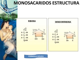 MONOSACARIDOS ESTRUCTURA
FORMULA CICLICA
 