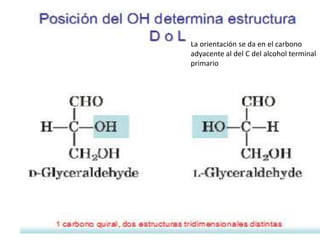 La orientación se da en el carbono
adyacente al del C del alcohol terminal
primario
 
