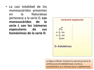 • La casi totalidad de los
monosacáridos presentes
en la Naturaleza
pertenece a la serie D. Los
monosacáridos de la
serie L son los isómeros
especulares de sus
homónimos de la serie D.
La figura inferior muestra la estructura de la D-
eritrosa (una D-aldotetrosa) y la de su
enantiómero, la L-eritrosa (una L-aldotetrosa).
 