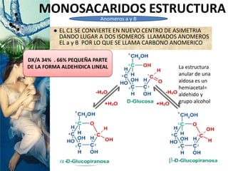  EL C1 SE CONVIERTE EN NUEVO CENTRO DE ASIMETRIA
DANDO LUGAR A DOS ISOMEROS LLAMADOS ANOMEROS
EL a y B POR LO QUE SE LLAMA CARBONO ANOMERICO
MONOSACARIDOS ESTRUCTURA
FORMULA CICLICA
DX/A 34% . 66% PEQUEÑA PARTE
DE LA FORMA ALDEHIDICA LINEAL
Anomeros a y B
La estructura
anular de una
aldosa es un
hemiacetal=
aldehido y
grupo alcohol
 