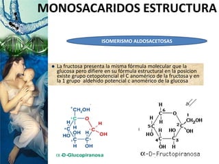  La fructosa presenta la misma fórmula molecular que la
glucosa pero difiere en su fórmula estructural en la posicion
existe grupo cetopotencial el C anomérico de la fructosa y en
la 1 grupo aldehido potencial c anomérico de la glucosa
MONOSACARIDOS ESTRUCTURA
ISOMERISMO ALDOSACETOSAS
 