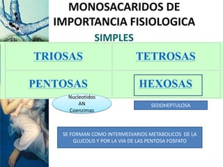 SIMPLES
MONOSACARIDOS DE
IMPORTANCIA FISIOLOGICA
SE FORMAN COMO INTERMEDIARIOS METABOLICOS DE LA
GLUCOLIS Y POR LA VIA DE LAS PENTOSA FOSFATO
SEDOHEPTULOSA
Nucleotidos
AN
Coenzimas
 