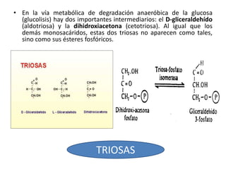 • En la vía metabólica de degradación anaeróbica de la glucosa
(glucolisis) hay dos importantes intermediarios: el D-gliceraldehído
(aldotriosa) y la dihidroxiacetona (cetotriosa). Al igual que los
demás monosacáridos, estas dos triosas no aparecen como tales,
sino como sus ésteres fosfóricos.
TRIOSAS
 