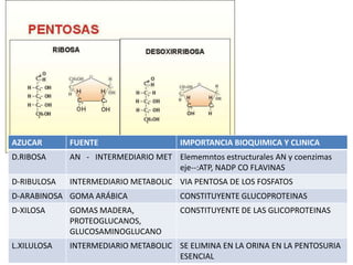 AZUCAR FUENTE IMPORTANCIA BIOQUIMICA Y CLINICA
D.RIBOSA AN - INTERMEDIARIO MET Elememntos estructurales AN y coenzimas
eje--:ATP, NADP CO FLAVINAS
D-RIBULOSA INTERMEDIARIO METABOLIC VIA PENTOSA DE LOS FOSFATOS
D-ARABINOSA GOMA ARÁBICA CONSTITUYENTE GLUCOPROTEINAS
D-XILOSA GOMAS MADERA,
PROTEOGLUCANOS,
GLUCOSAMINOGLUCANO
CONSTITUYENTE DE LAS GLICOPROTEINAS
L.XILULOSA INTERMEDIARIO METABOLIC SE ELIMINA EN LA ORINA EN LA PENTOSURIA
ESENCIAL
 