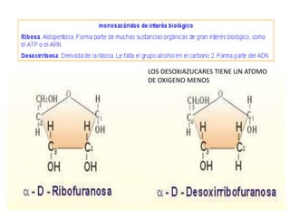LOS DESOXIAZUCARES TIENE UN ATOMO
DE OXIGENO MENOS
 
