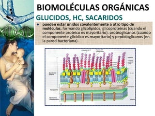 GLUCIDOS, HC, SACARIDOS
 pueden estar unidos covalentemente a otro tipo de
moléculas, formando glicolípidos, glicoproteínas (cuando el
componente proteico es mayoritario), proteoglicanos (cuando
el componente glicídico es mayoritario) y peptidoglicanos (en
la pared bacteriana).
BIOMOLÉCULAS ORGÁNICAS
 