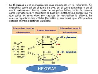 • La D-glucosa es el monosacárido más abundante en la naturaleza. Se
encuentra como tal en el zumo de uva, en el suero sanguíneo y en el
medio extracelular. Forma parte de los polisacáridos, tanto de reserva
como estructurales, y constituye la base del metabolismo energético, ya
que todos los seres vivos son capaces de metabolizar la glucosa. En
nuestro organismo hay células (hematíes y neuronas), que sólo pueden
obtener energía a partir de la glucosa.
HEXOSAS
 