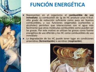  Representan en el organismo el combustible de uso
inmediato. La combustión de 1g de HC produce unas 4 Kcal.
Alto grado de reducción suficiente como para ser buenos
combustibles, y sus funciones oxigenadas (carbonilos y
alcoholes) permiten que interaccionen con el agua más
fácilmente que otras moléculas combustible como pueden ser
las grasas. Por este motivo se utilizan las grasas como fuente
energética de uso diferido y los HC como combustibles de uso
inmediato
 La degradación de los HC puede tener lugar en condiciones
anaerobias (fermentación) o aerobias (respiración).
FUNCIÓN ENERGÉTICA
 