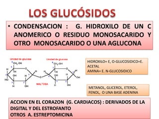 • CONDENSACION : G. HIDROXILO DE UN C
ANOMERICO O RESIDUO MONOSACARIDO Y
OTRO MONOSACARIDO O UNA AGLUCONA
HIDROXILO= E, O-GLUCOSIDICO=E.
ACETAL
AMINA= E. N-GLUCOSIDICO
METANOL, GLICEROL, ETEROL,
FENOL, O UNA BASE ADENINA
ACCION EN EL CORAZON (G. CARDIACOS) : DERIVADOS DE LA
DIGITAL Y DEL ESTROFANTO
OTROS A. ESTREPTOMICINA
 