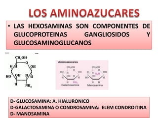 • LAS HEXOSAMINAS SON COMPONENTES DE
GLUCOPROTEINAS GANGLIOSIDOS Y
GLUCOSAMINOGLUCANOS
D- GLUCOSAMINA: A. HIALURONICO
D-GALACTOSAMINA O CONDROSAMINA: ELEM CONDROITINA
D- MANOSAMINA
 