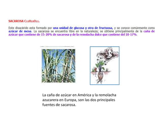 La caña de azúcar en América y la remolacha
azucarera en Europa, son las dos principales
fuentes de sacarosa.
 