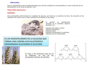 ES UN HOMOPOLIMERO DE LA GLUCOSA QUE
FORMA UNA CADENA ALFA GLUCOSIDICA
DENOMINADA GLUCOSANO O GLUCANO
 