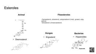 Presentación sobre Lípidos y Carbohidratos.pptx