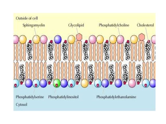 Lipid pada membran sel Lipid pada membran sel