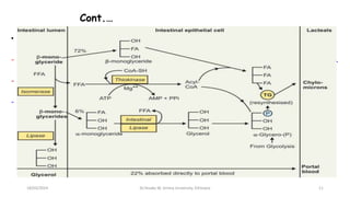 Cont.…
• 2. Glycerolα-Glycerol-P by glycerokinase for resynthesis of TG with active FA.
- β-MAG(72%) absorbed from intestinal lumen can combine directly with ‘Acyl-CoA’ TAG.
- TAGs formed in SER & merge with RER for the protein part(apo-B48)chylomicron.
- This re-esterification/formation of TAG from FFA,Glycerol,a/B-MAGs creates [ ]
gradient b/n enterocytes & intestinal lumen w/c let more diffusion of lipids.
18/03/2024 Dr.Tesaka W, Jimma University, Ethioipia 11
 