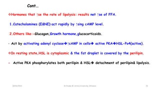 Cont…
Hormones that ↑se the rate of lipolysis: results net ↑se of FFA.
1.Catecholamines (E&NE):act rapidly by ↑sing cAMP level.
2.Others like:-Glucagon,Growth hormone,glucocorticoids.
- Act by activating adenyl cyclase↑cAMP in cells active PKAHSL-Po4(active).
In resting state,HSL is cytoplasmic & the fat droplet is covered by the perilipin.
- Active PKA phosphorylates both perilipin & HSL detachment of perilipin& lipolysis.
18/03/2024 24
Dr.Tesaka W, Jimma University, Ethioipia
 