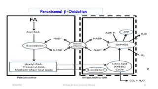Peroxisomal β-Oxidation
- Oxidation of VLCFAs like ≥C22
- VLCFAs,branched FAs, Some Prostaglandins, LTs are degraded.
- The enzymes in peroxisomes don’t attack SCFAs.
- Acetyl-CoA,MCFAs, shortened cholesterol side chain/bile acid(C24)& H2O2.
- Not linked to phosphorylations  No ATP formation.
- Enzymes are induced by high fat diet or hypolipidemic drugs(Clofibrate).
- End-products:-octanoyl-CoA & acetyl-CoA:removed from peroxisomes to mitochondria with help
of carnitine for further oxidation.
18/03/2024 42
Dr.Tesaka W, Jimma University, Ethioipia
 