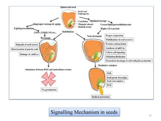 13
Signalling Mechanism in seeds
 