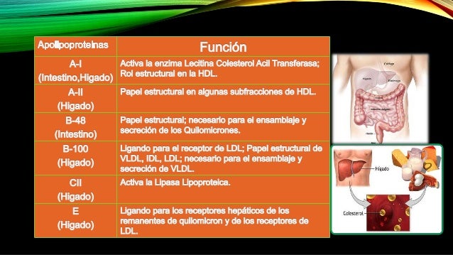 Cómo acelerador de metabolismo y quemador de grasa en 2 sencillos pasos?