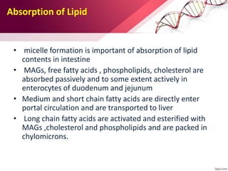 Absorption of Lipid
• micelle formation is important of absorption of lipid
contents in intestine
• MAGs, free fatty acids , phospholipids, cholesterol are
absorbed passively and to some extent actively in
enterocytes of duodenum and jejunum
• Medium and short chain fatty acids are directly enter
portal circulation and are transported to liver
• Long chain fatty acids are activated and esterified with
MAGs ,cholesterol and phospholipids and are packed in
chylomicrons.
 
