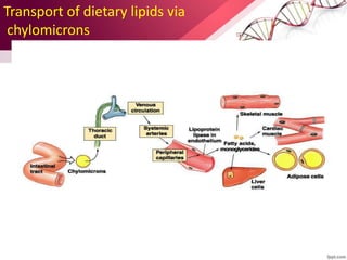 Transport of dietary lipids via
chylomicrons
 