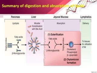 Summary of digestion and absorption of lipids
 